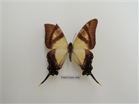 藏品(外國蝴蝶)的圖片